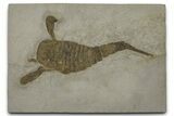 Eurypterus (Sea Scorpion) Fossil - New York #369267-1